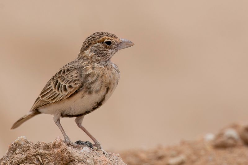 Fischer's Sparrow-Lark (f)
