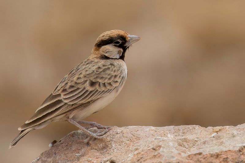 Fischer's Sparrow-Lark (m)