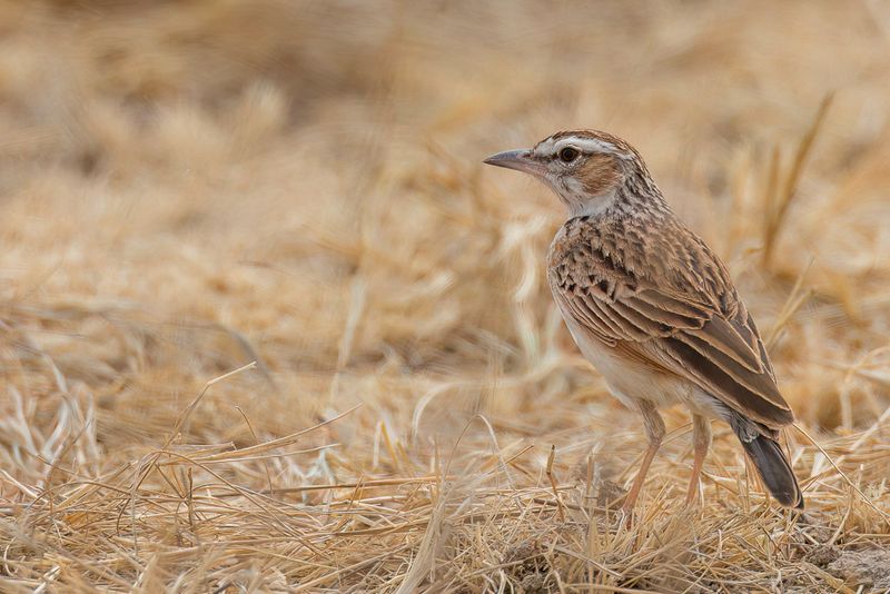 Fawn-colored Lark