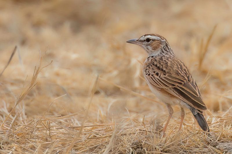 Fawn-colored Lark