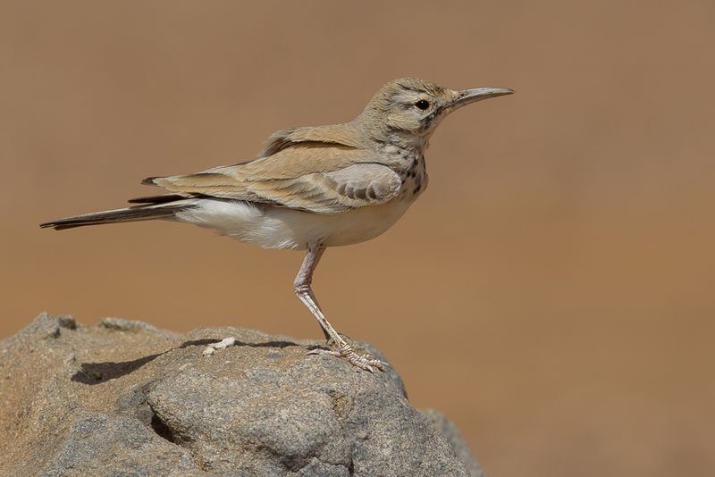 Greater Hoopoe-Lark