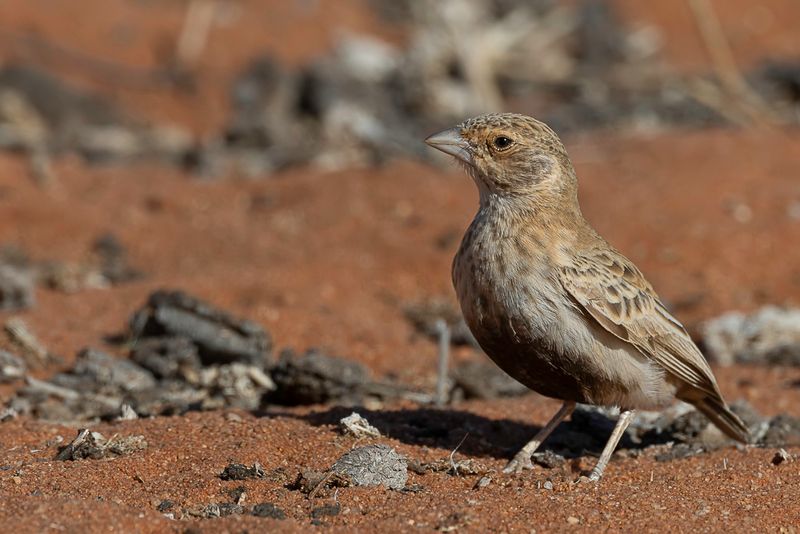 Grey-backed Sparrow-Lark (f)