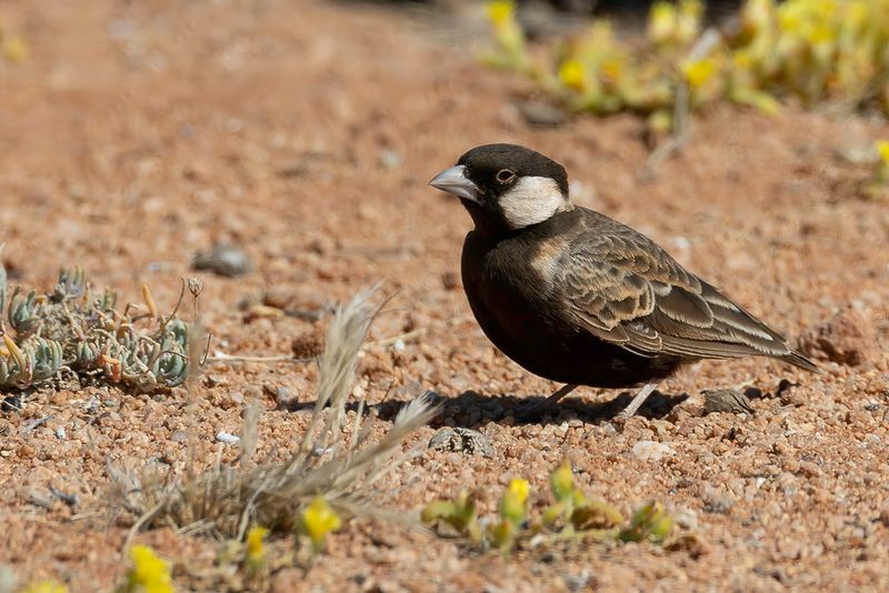 Grey-backed Sparrow-Lark (m)