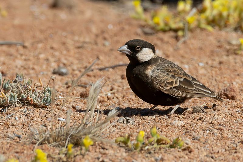Grey-backed Sparrow-Lark (m)