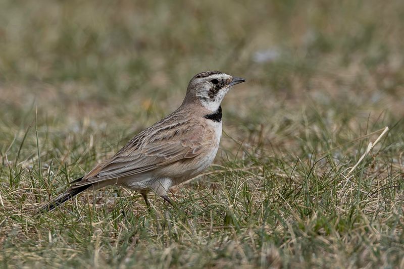 Horned Lark (f)