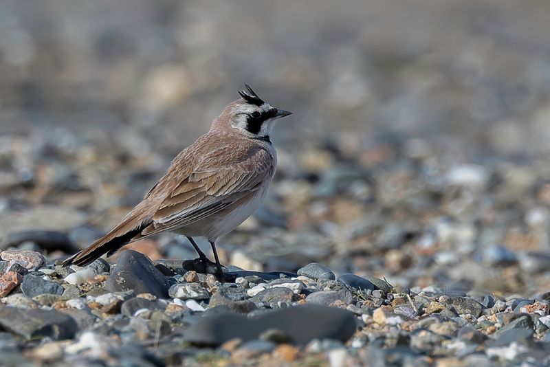 Horned Lark (m)