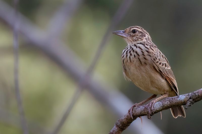 Jerdon's Bush Lark