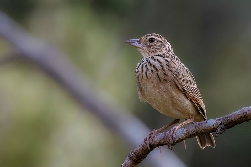 Jerdon's Bush Lark