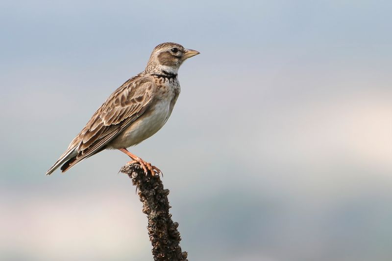 Calandra Lark