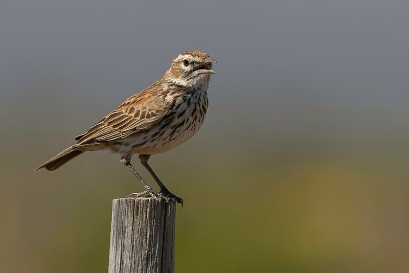 Karoo Lark