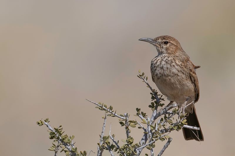 Karoo Long-billed Lark