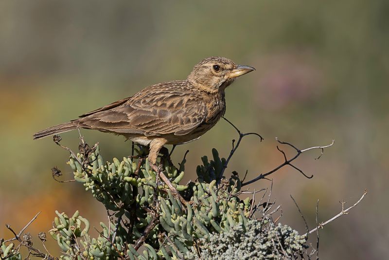 Large-billed Lark