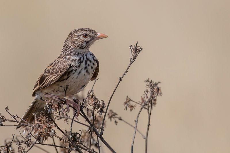 Madagascar Lark