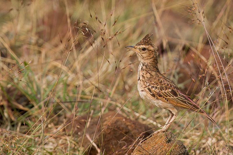 Malabar Lark