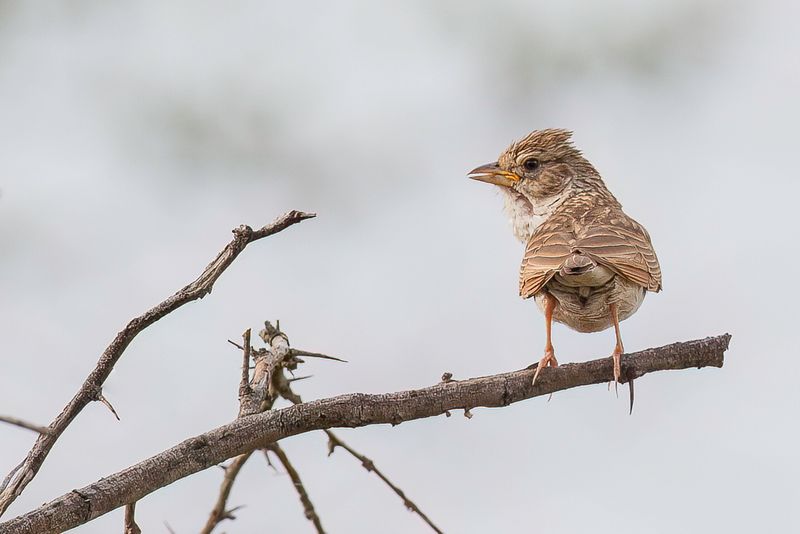 Monotonous Lark