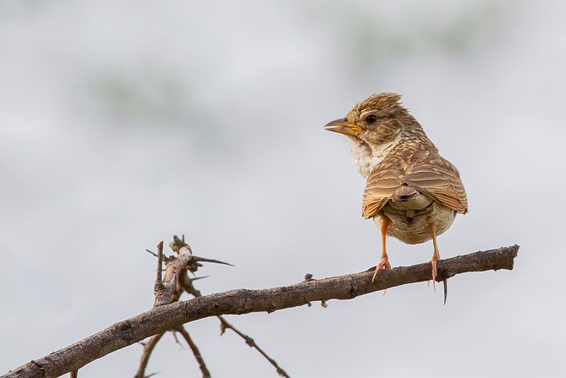 Monotonous Lark
