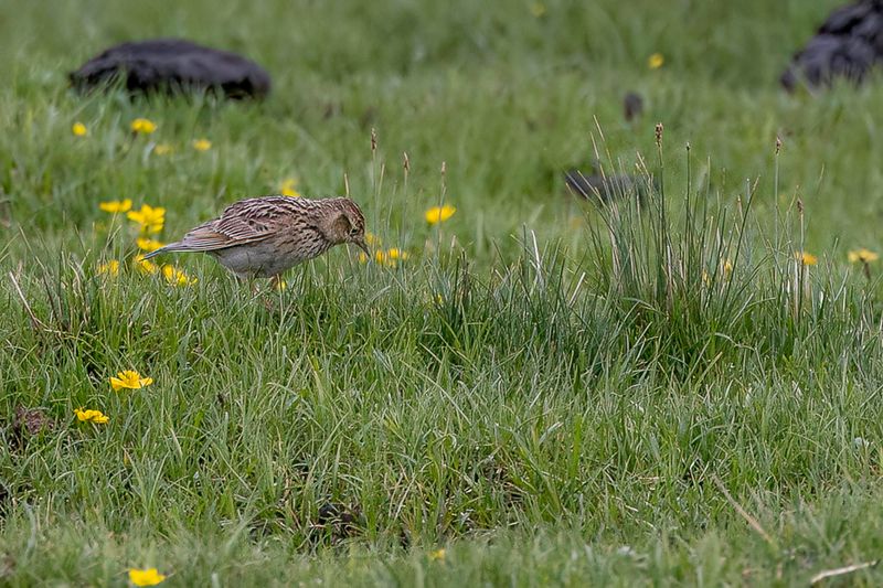 Oriental Skylark