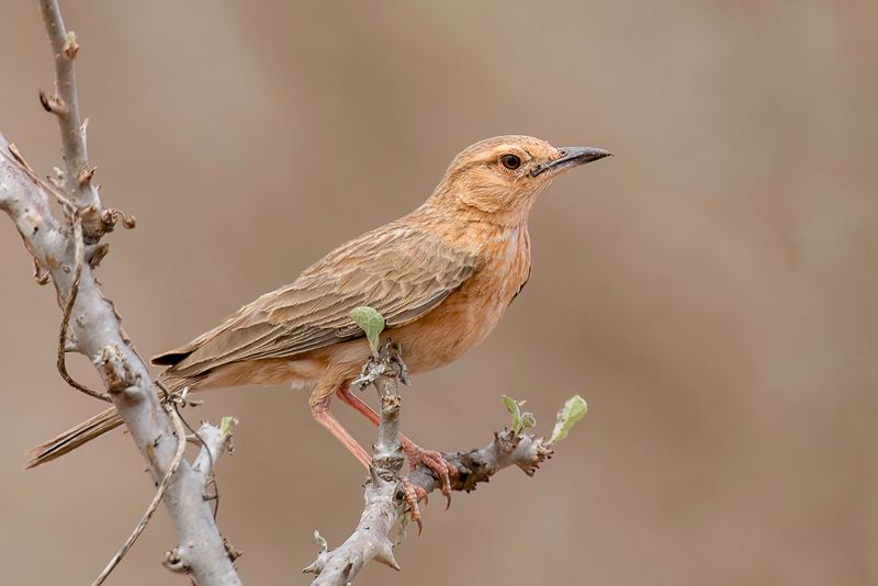 Pink-breasted Lark