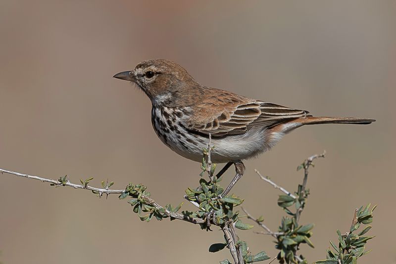Red Lark