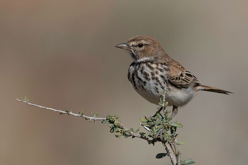 Red Lark