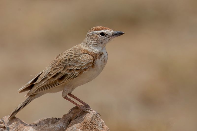 Red-capped Lark
