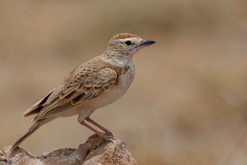 Red-capped Lark