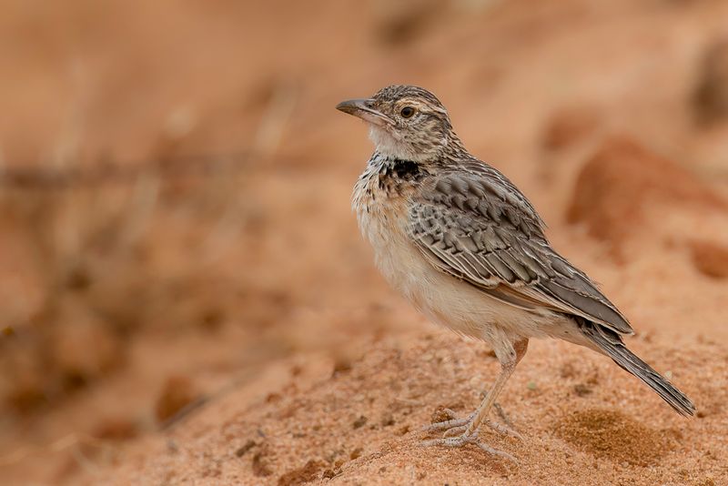 Red-winged Lark