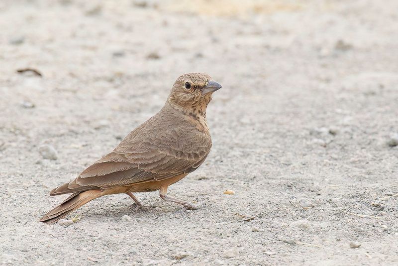 Rufous-tailed Lark