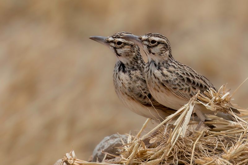 Short-tailed Lark