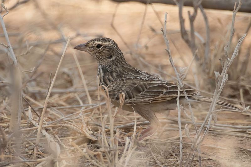 Singing Bush Lark