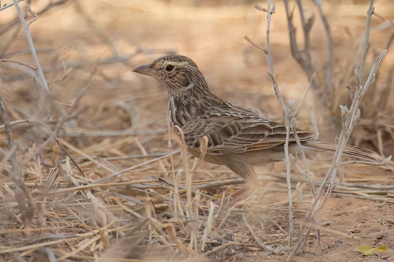 Singing Bush Lark