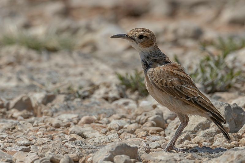 Spike-heeled Lark