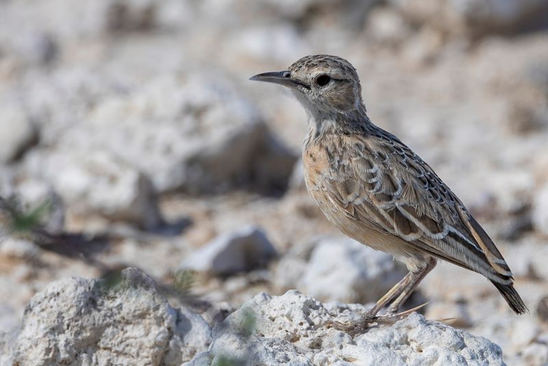 Spike-heeled Lark