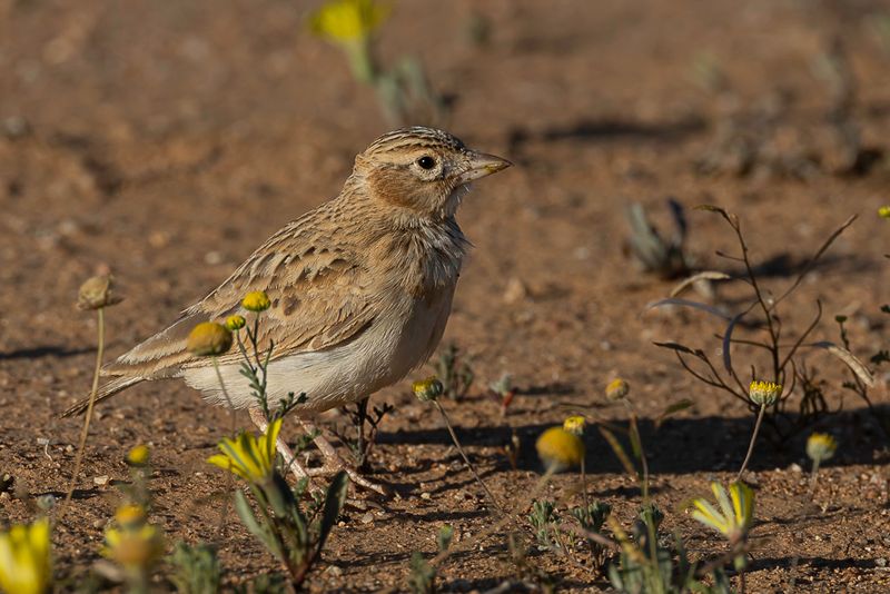 Stark's Lark
