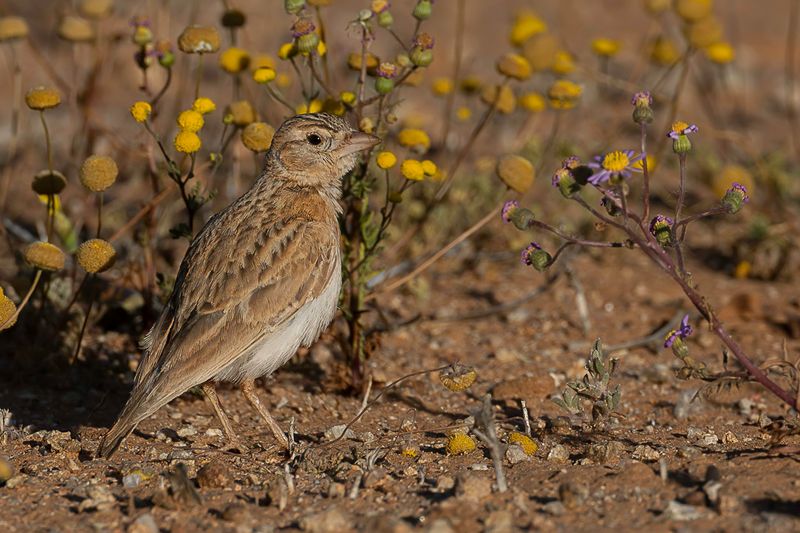 Stark's Lark