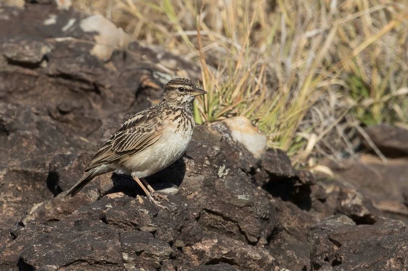 Sun Lark