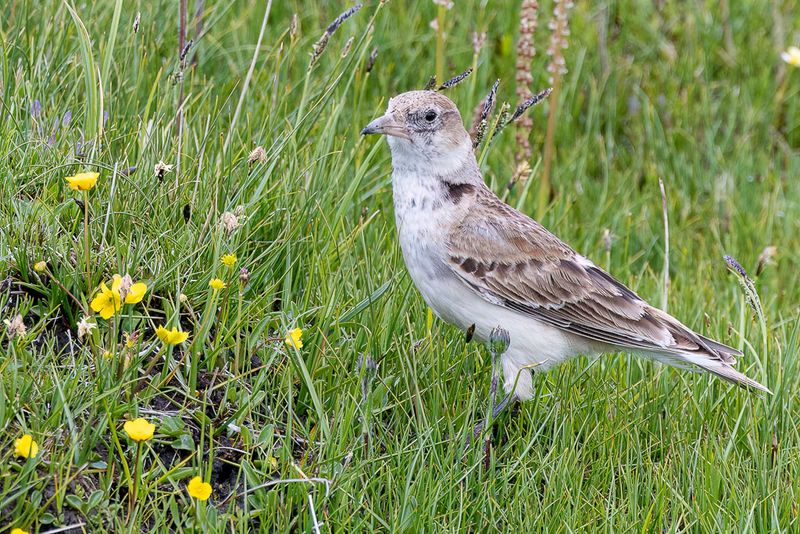 Tibetan Lark