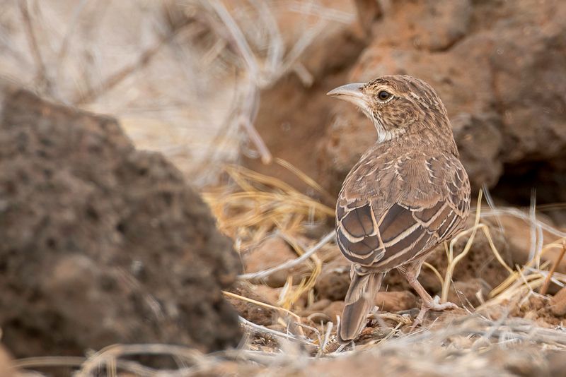 Williams's Lark