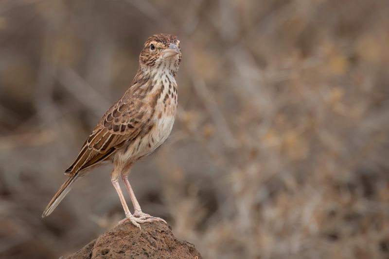 Williams's Lark