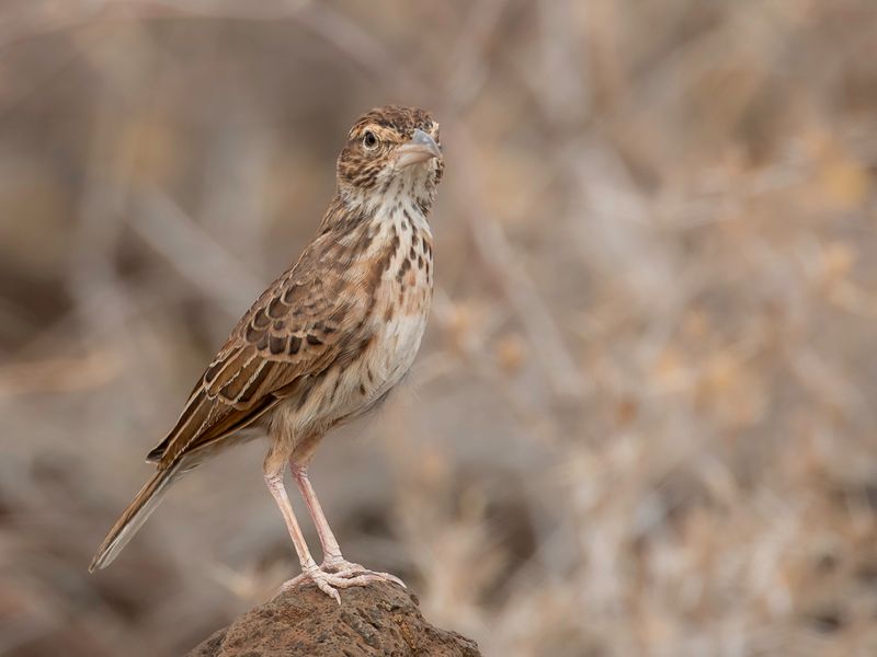 Williams's Lark