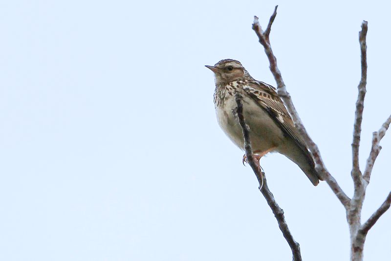 Woodlark