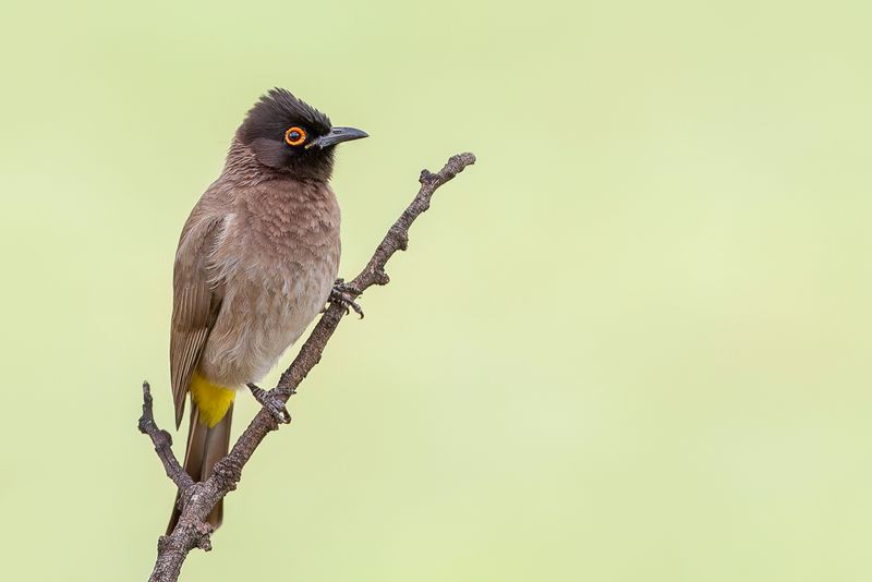 African Red-eyed Bulbul