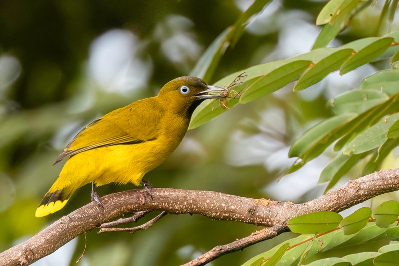 Andaman Bulbul