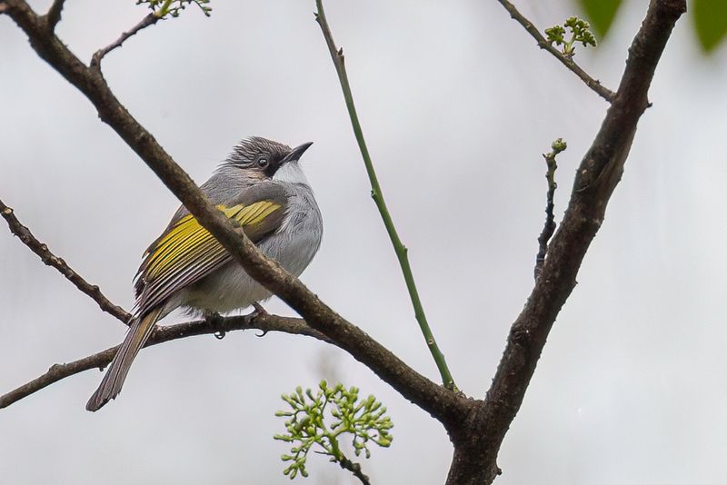 Ashy Bulbul