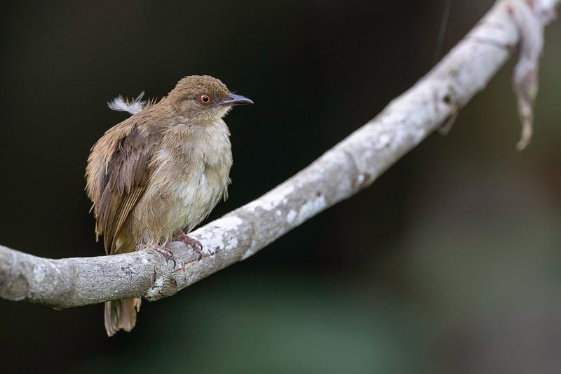 Asian Red-eyed Bulbul
