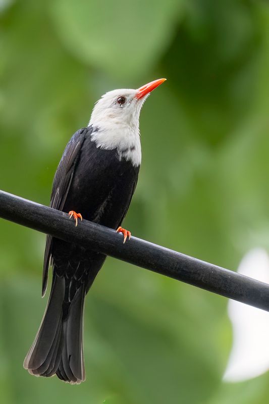 Black Bulbul