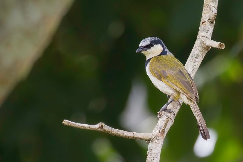 Black-collared Bulbul