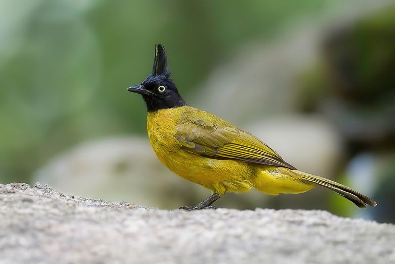 Black-crested Bulbul
