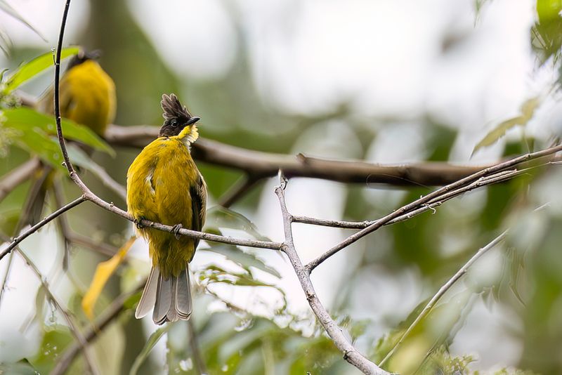 Bornean Bulbul