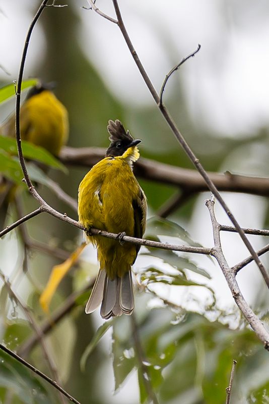 Bornean Bulbul